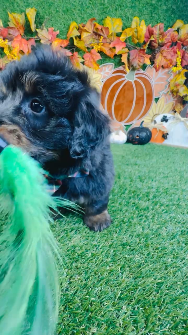 Male Bernedoodle puppy named Yoda for sale at Puppy Dreams - Carrollton. video thumbnail