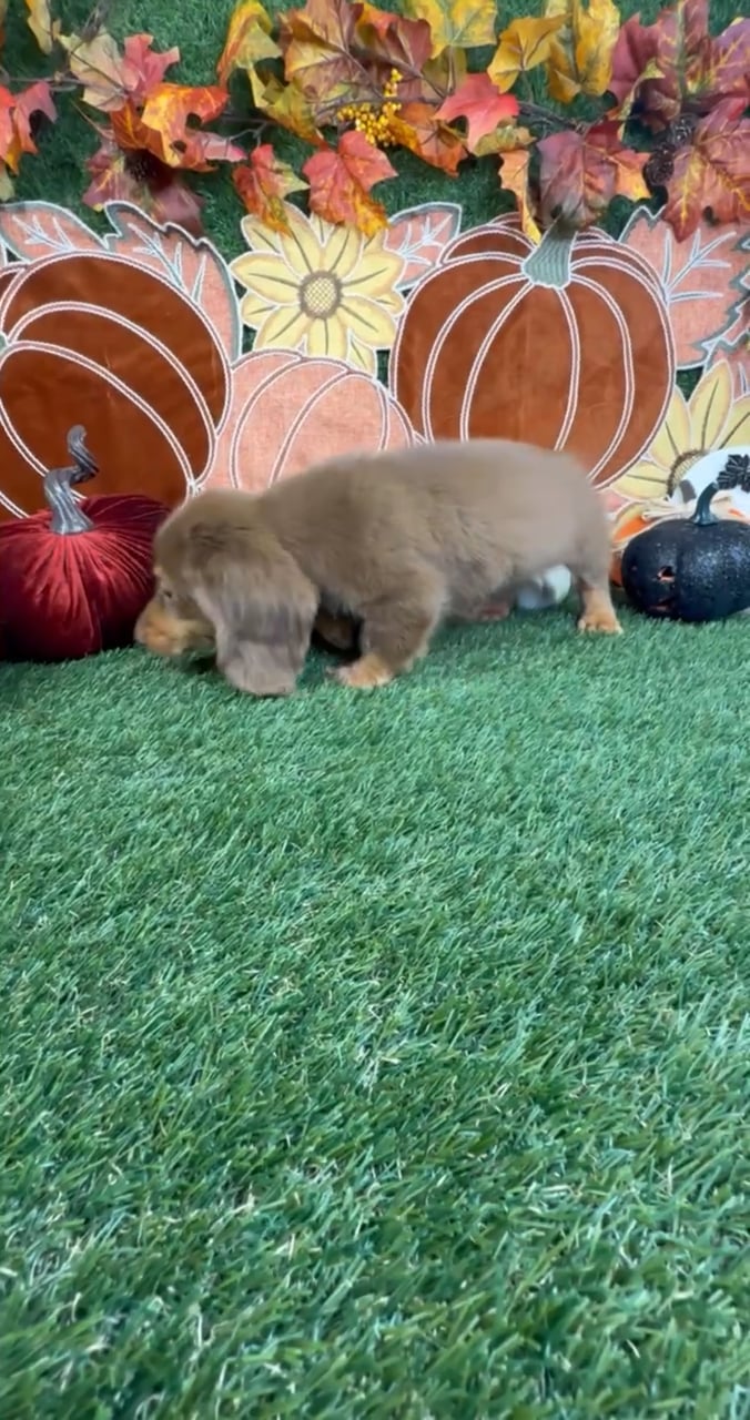 Female Dachshund puppy named Pebbles for sale at Puppy Dreams - Carrollton. video thumbnail