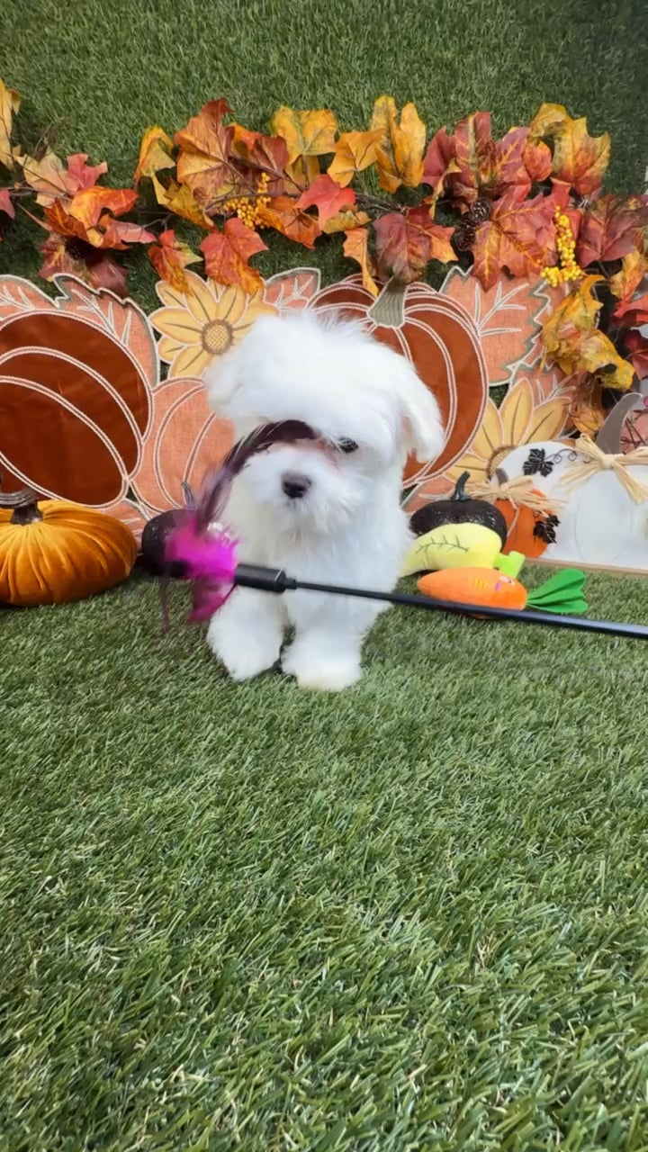 Female Maltese puppy named Autumn for sale at Puppy Dreams - Carrollton. video thumbnail