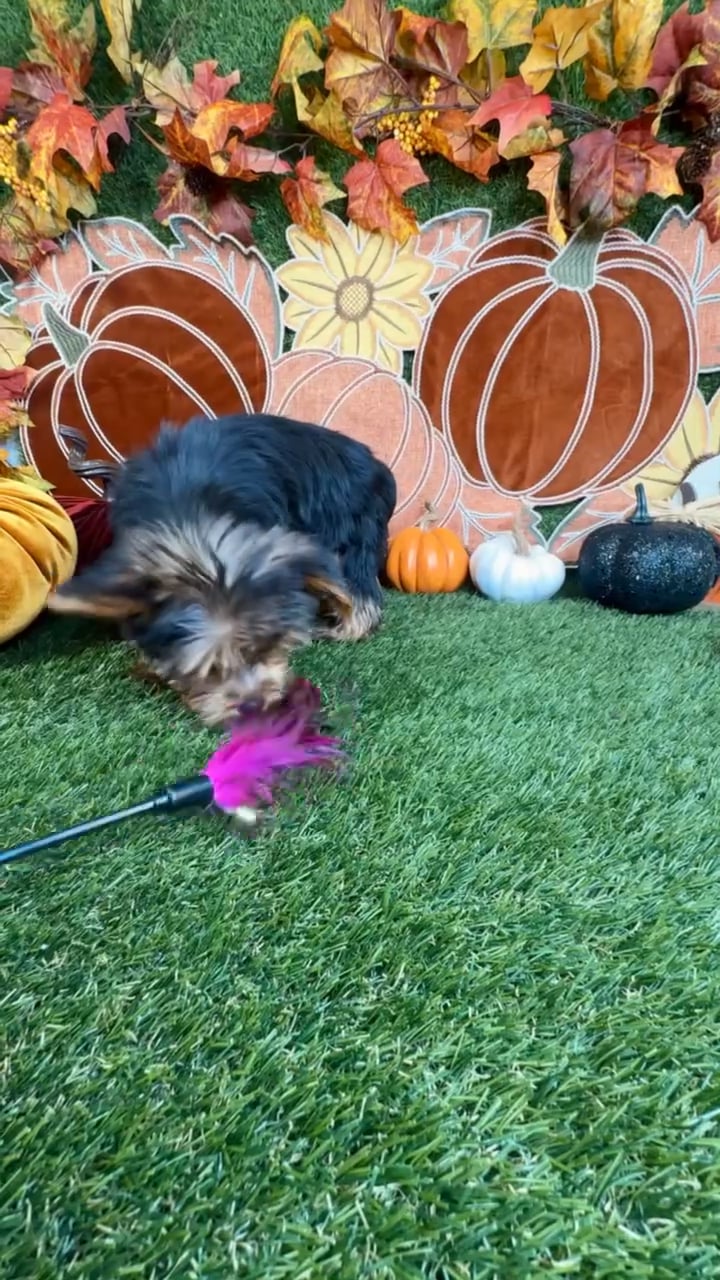 Female Yorkie puppy named Twix for sale at Puppy Dreams - Carrollton. video thumbnail