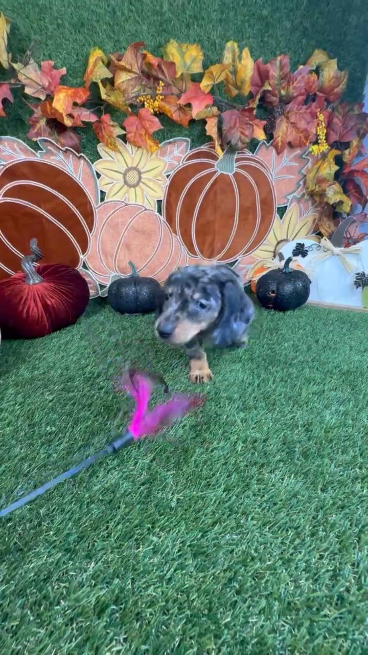 Female Dachshund puppy named Rose for sale at Puppy Dreams - Carrollton. video thumbnail