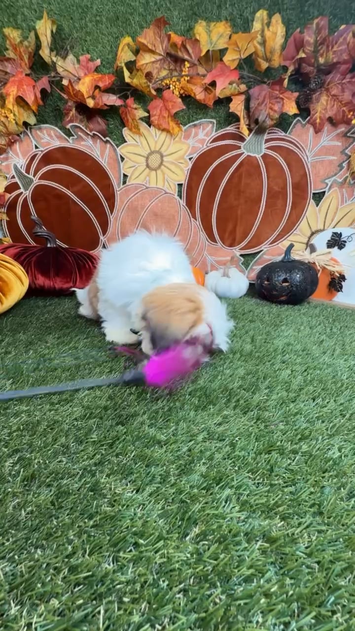 Male Shih Tzu puppy named Louie for sale at Puppy Dreams - Carrollton. video thumbnail