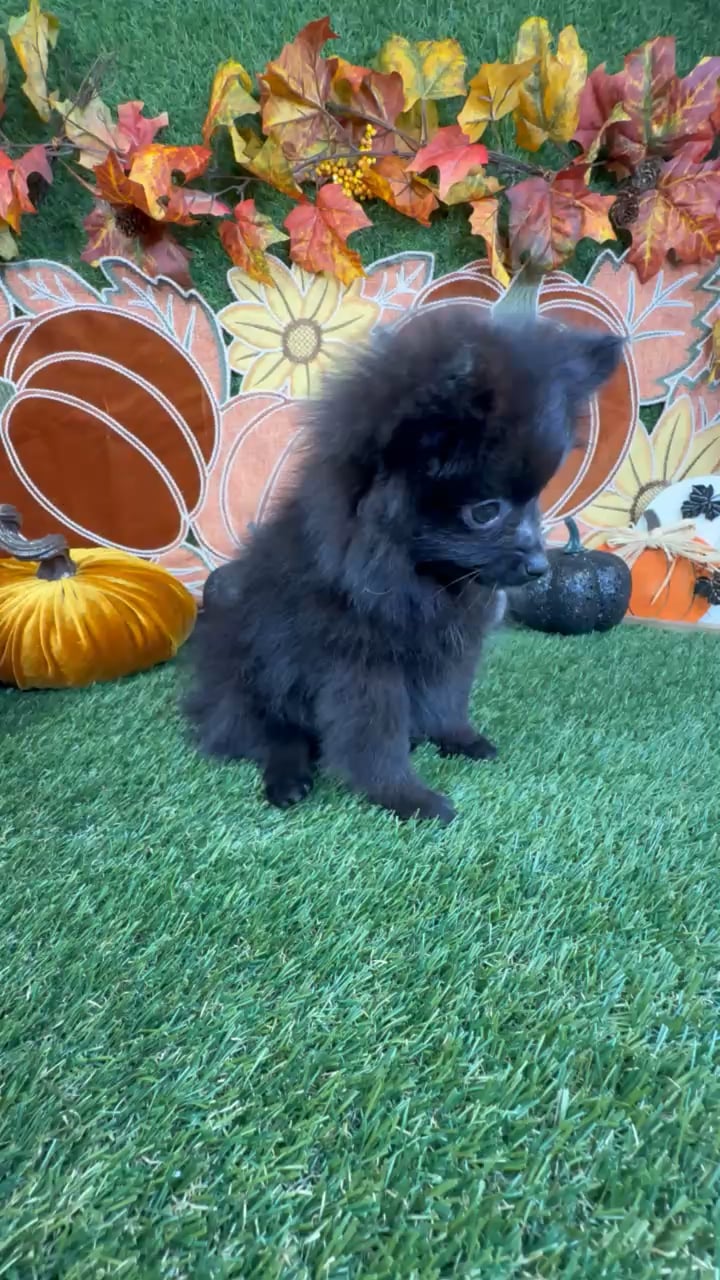 Male Pomeranian puppy named Cosmo for sale at Puppy Dreams - Carrollton. video thumbnail