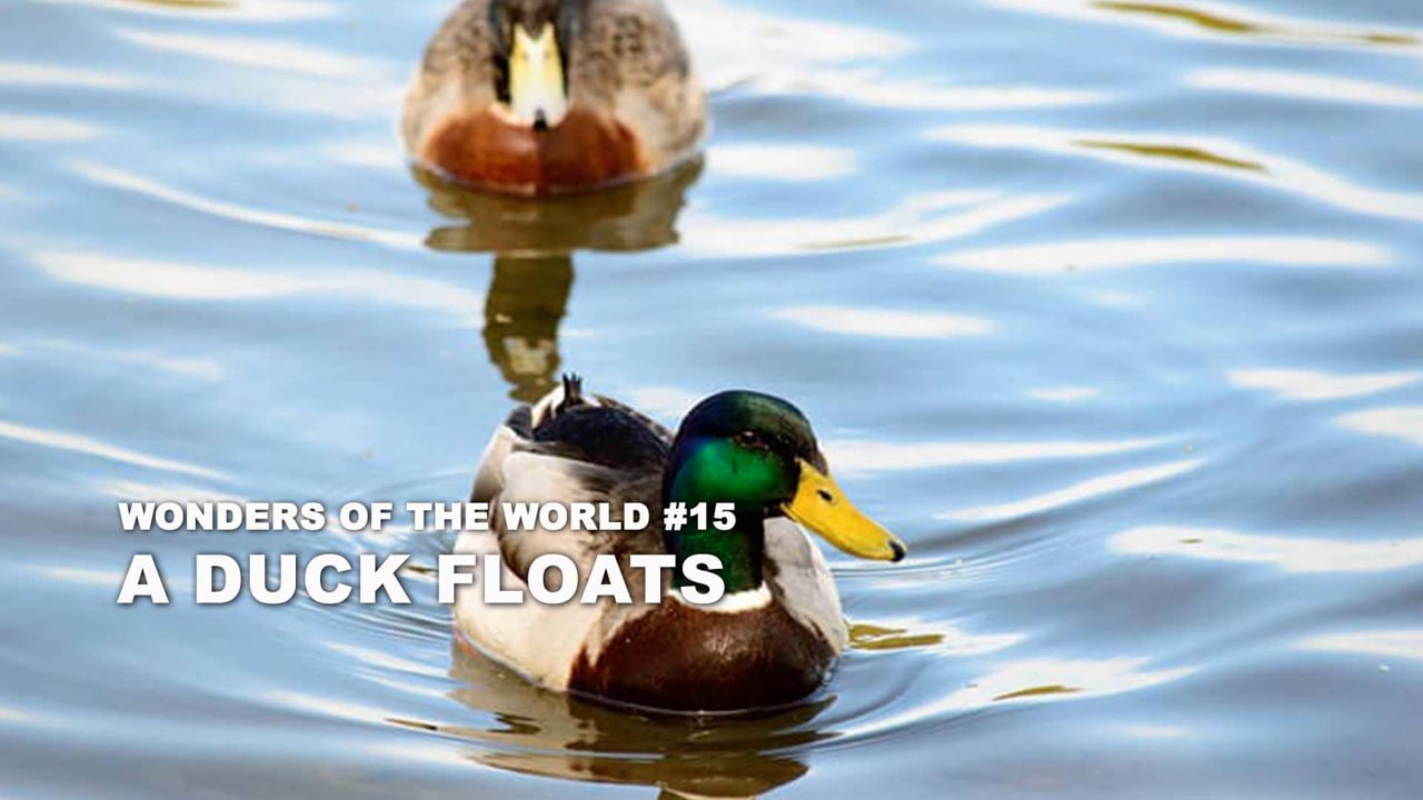 WOW - 15 - A Duck Floats