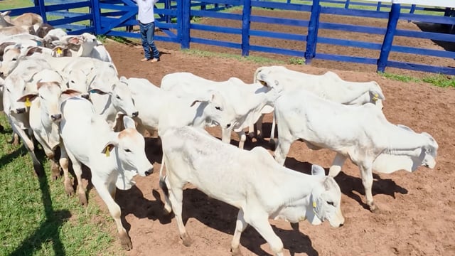 Lote 14