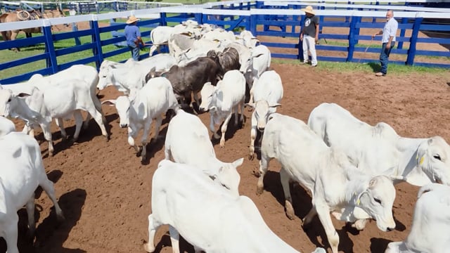 Lote 12