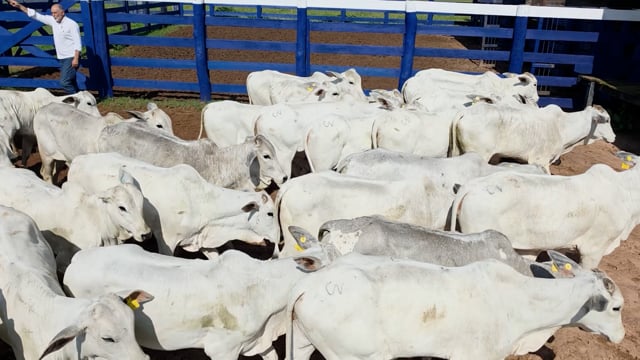 Lote 07