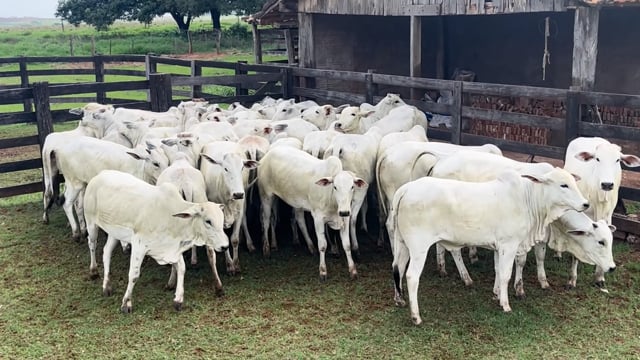 Lote 33A