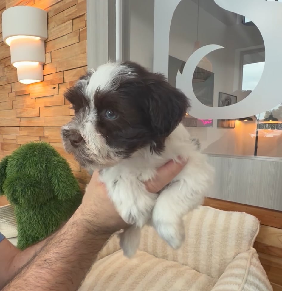 Female Mini Schnauzer puppy named Aurora for sale at Beach Blvd. video thumbnail
