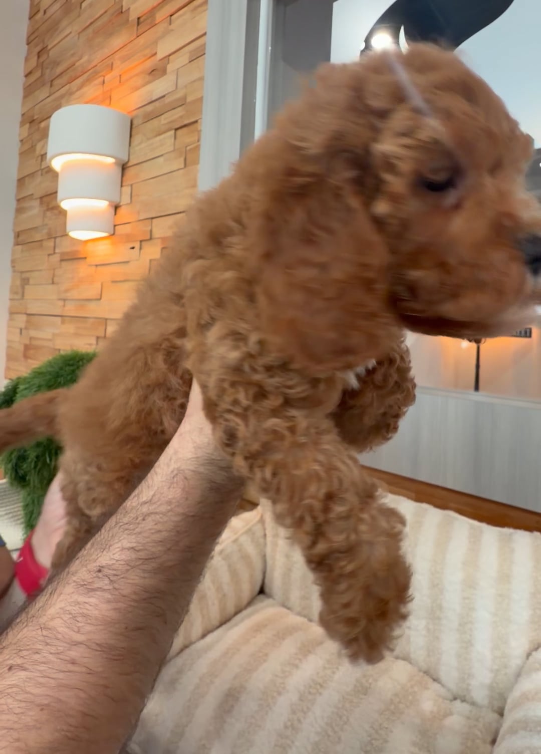 Female Cavapoo puppy named Allie for sale at Beach Blvd. video thumbnail