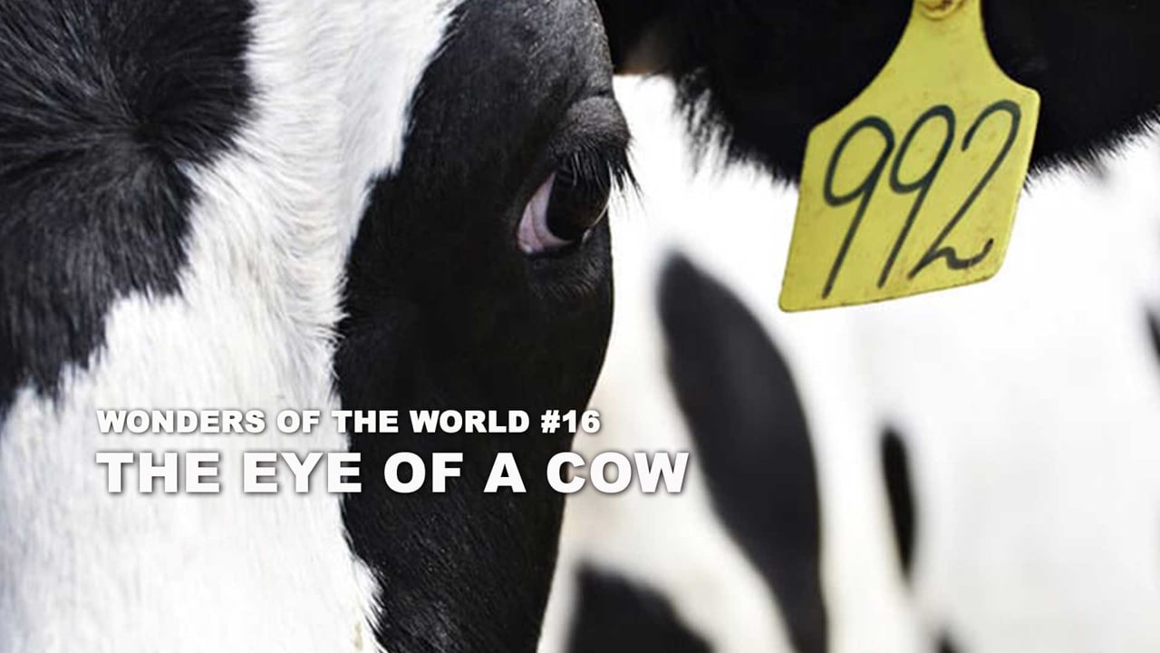 WOW - 16 - The Eye of a Cow