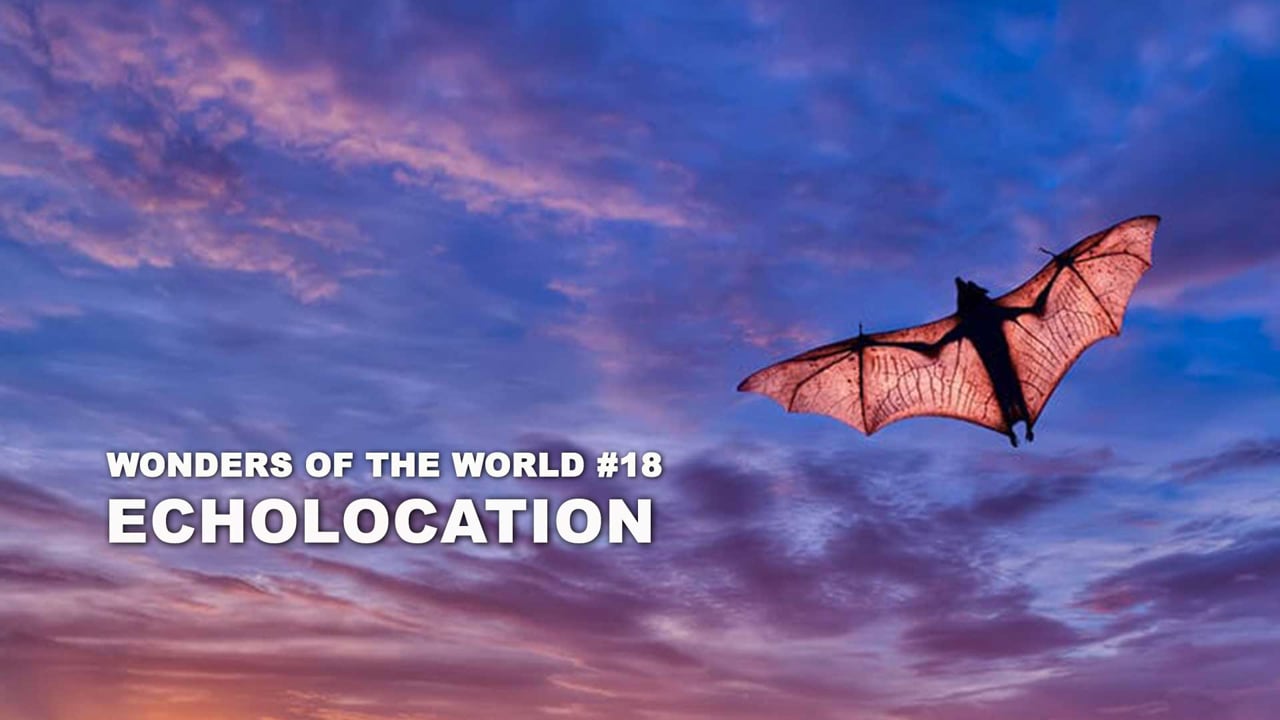 WOW - 18 - Echolocation - Full