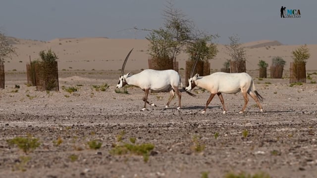 Arabian Oryx