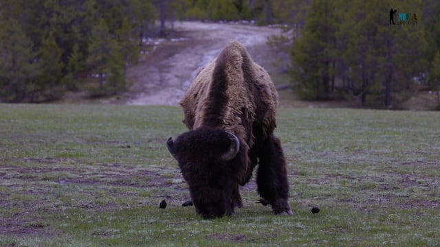 American Bison