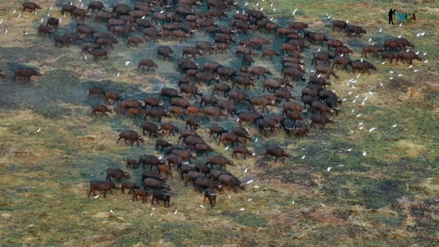 African Buffalo