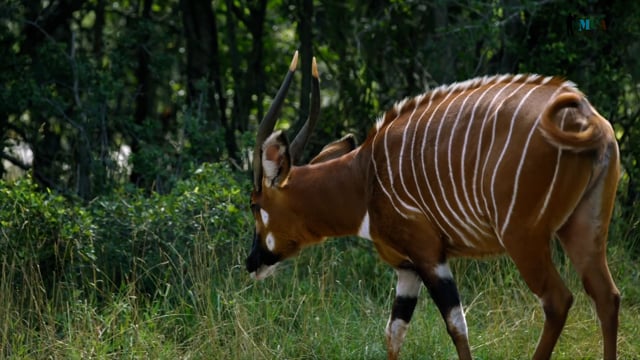 Bongo Antelope