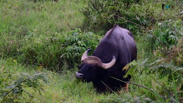 Gaur
