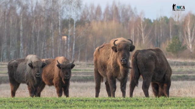 European Bison