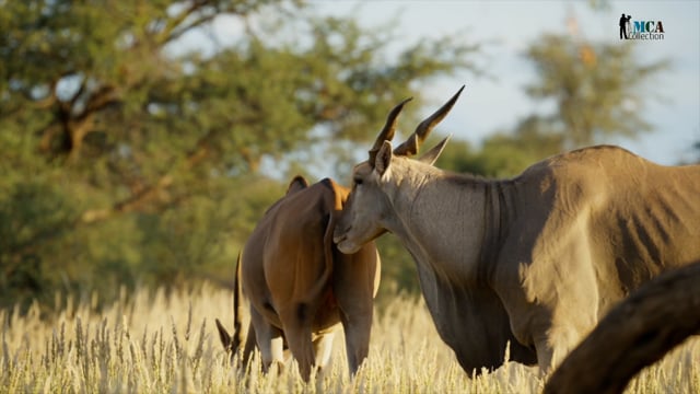 Common Eland