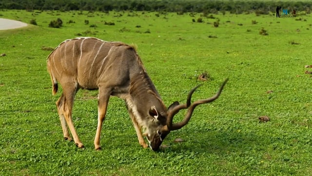 Greater Kudu