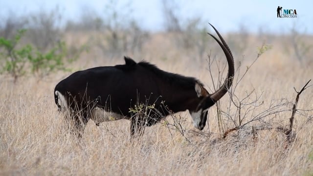 Sable Antelope