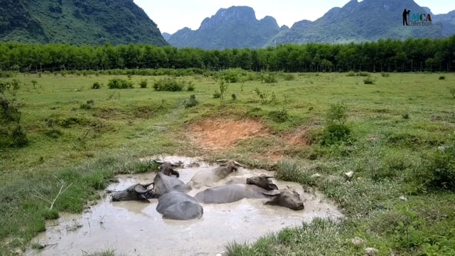 Wild Water Buffalo