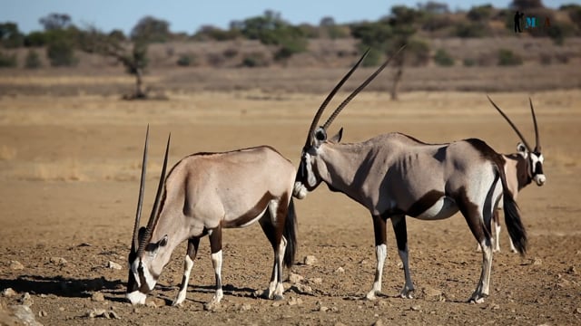 Gemsbok Oryx