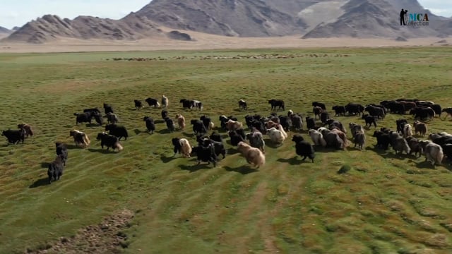 Wild Yak