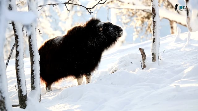 Muskox