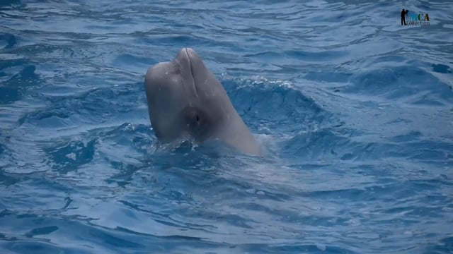 Beluga