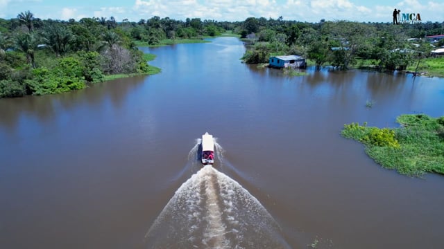 Amazon River Dolphin
