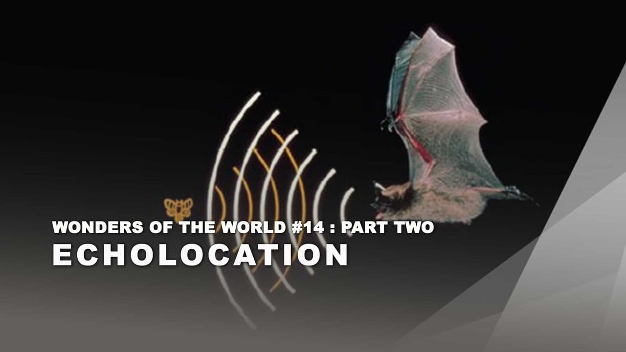 WOW - 18 -  Echolocation - Part 2