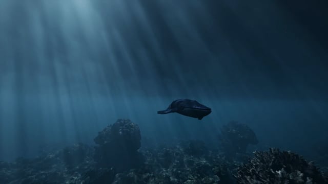 Blue Whale