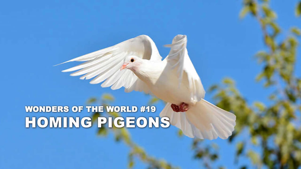 WOW - 19 - Homing Pigeons - duplicate