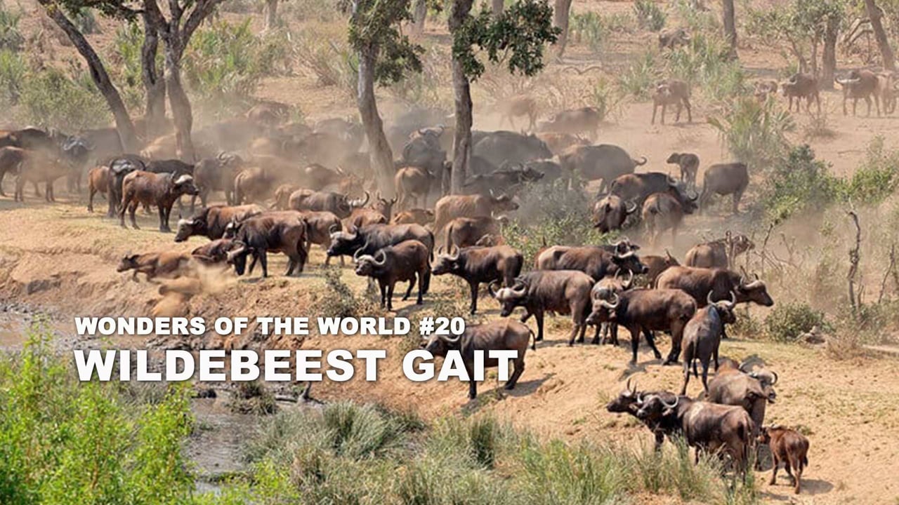 WOW - 20 - The Wildebeest Gait - duplicate