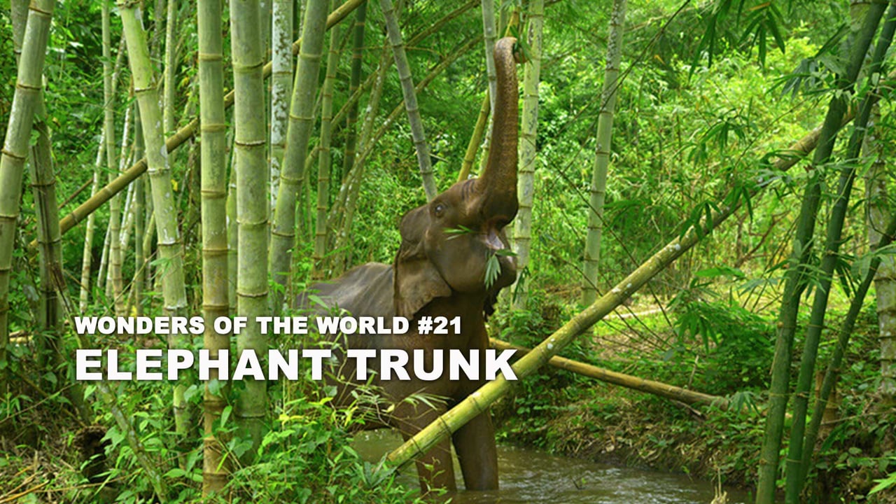 WOW - 21 - Elephant Trunk