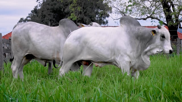 Lote 07