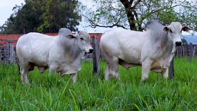 Lote 23