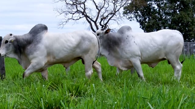 Lote 27