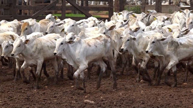 Lote 32