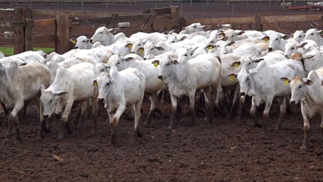 Lote 33