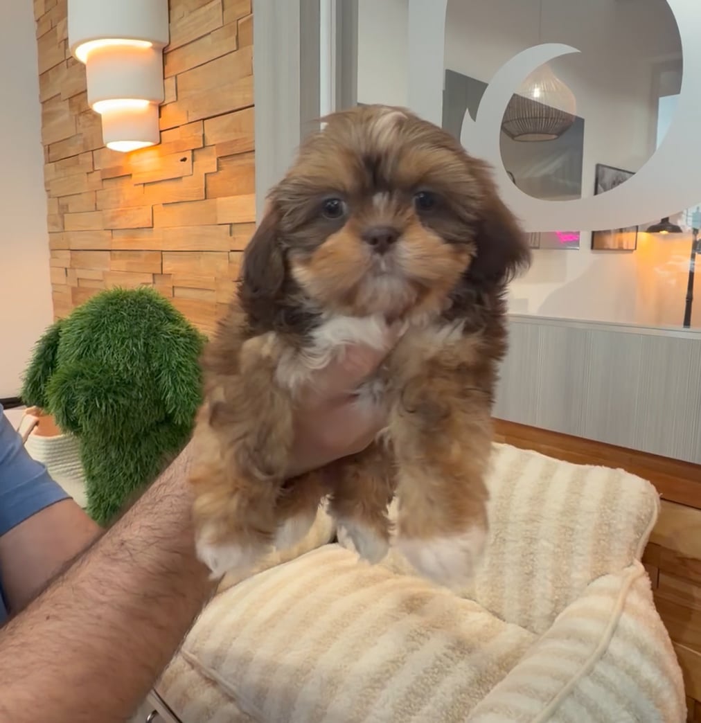 Female Shih Tzu puppy named Autumn for sale at Beach Blvd. video thumbnail