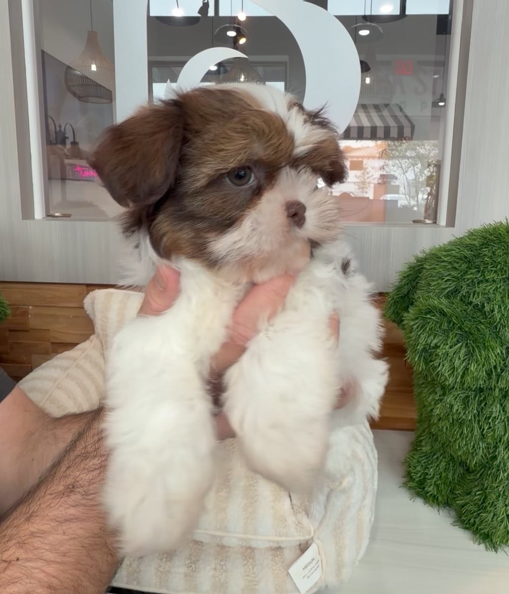 Male Shih Tzu puppy named Alvin for sale at Beach Blvd. video thumbnail