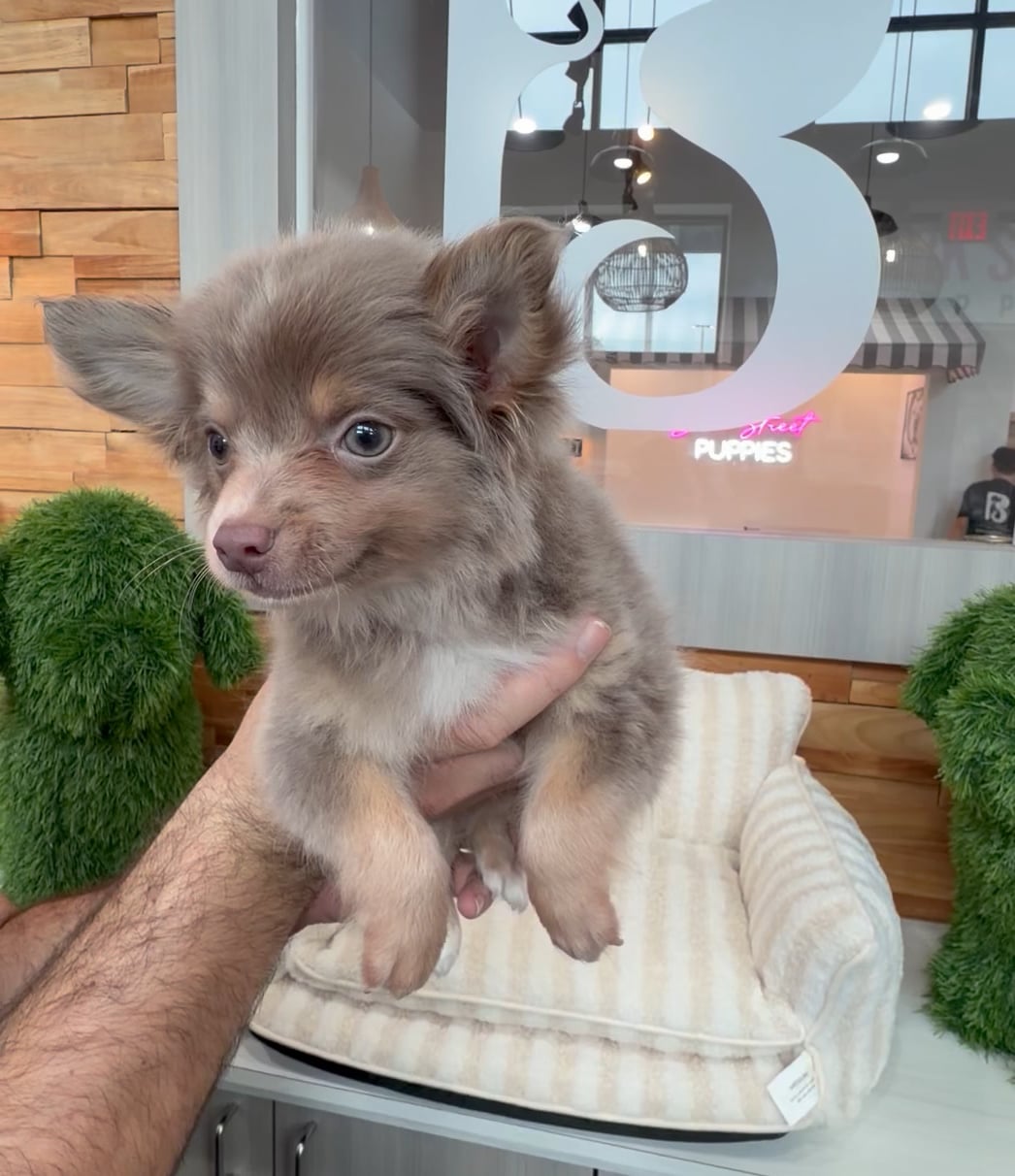 Male Chihuahua puppy named Archie for sale at Beach Blvd. video thumbnail