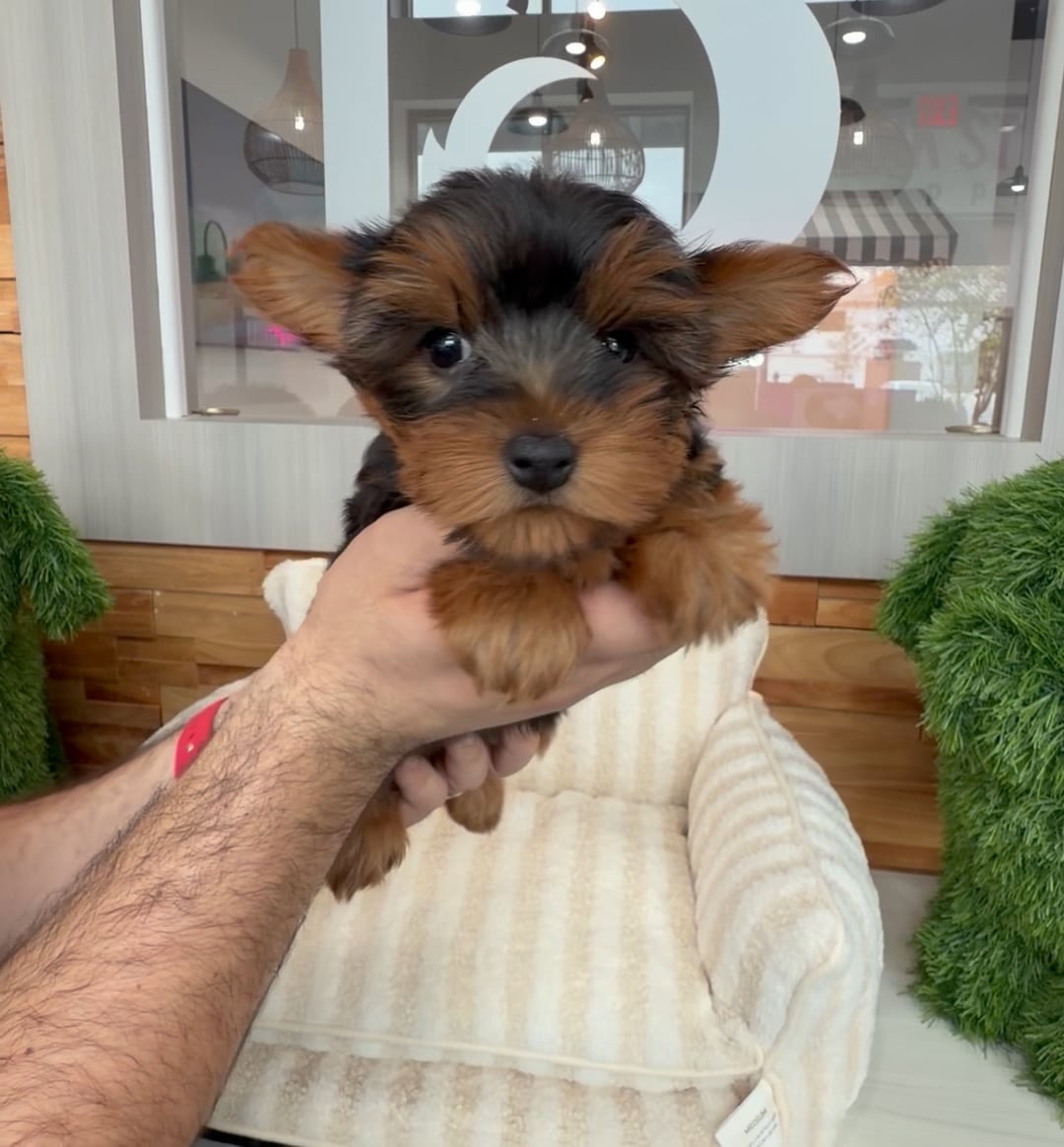 Female Yorkie puppy named Apple for sale at Beach Blvd. video thumbnail