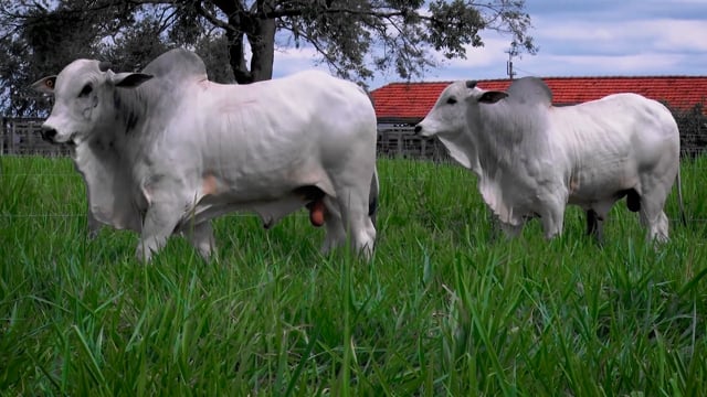 Lote 38