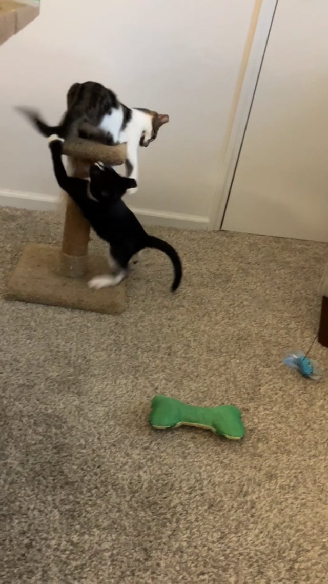 Enlarge Mac, a Adoptable Domestic Short Hair in Morganton, NC video 2/2