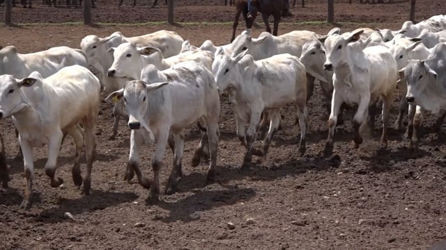 Lote 57