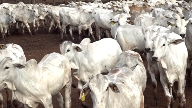 Lote 54