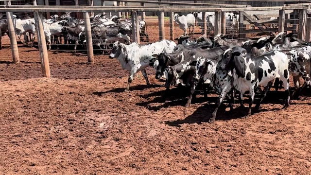 Lote 01C
